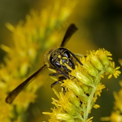 Ancistrocerus