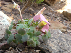 Oxalis convexula