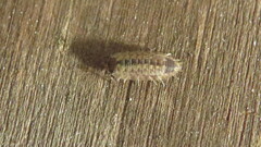 Porcellio spinicornis