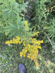 Solidago juncea