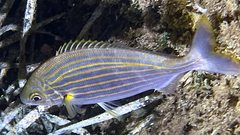 Sarpa salpa