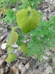 Aristolochia clematitis