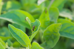 Eretmocera impactella