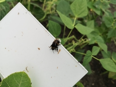 Bombus terrestris