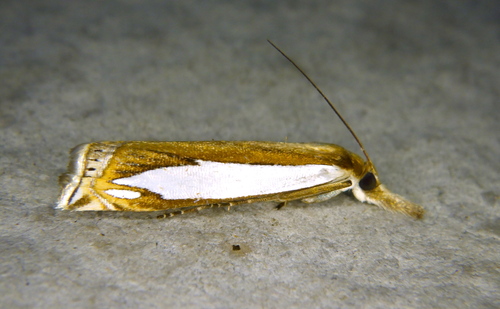 Crambus watsonellus Klots, 1942