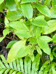 Wikstroemia coriacea