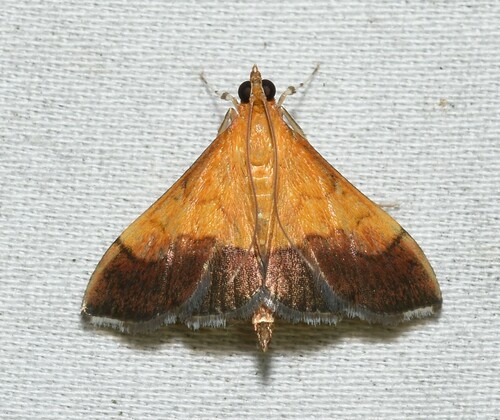 Bicolored Pyrausta Moth and Allies photo 5