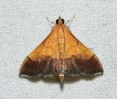 Pyrausta bicoloralis