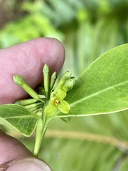 Wikstroemia coriacea