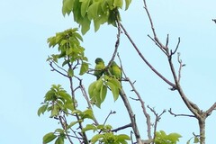 Brotogeris jugularis