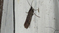 Limnephilus
