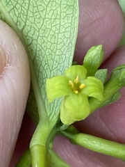 Wikstroemia coriacea
