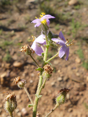 Chaenostoma caeruleum