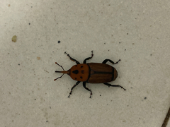 Rhynchophorus ferrugineus
