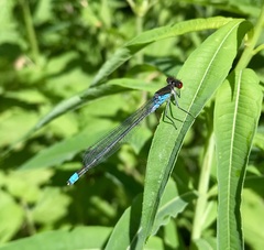 Erythromma najas