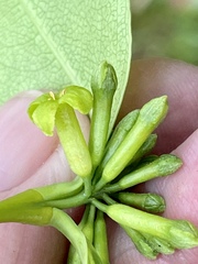 Wikstroemia coriacea