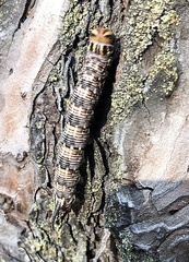 Sphinx pinastri