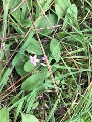 Centaurium pulchellum