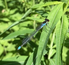 Erythromma najas