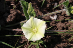Convolvulus natalensis
