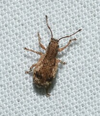 Pseudoedophrys hilleri