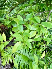 Wikstroemia coriacea