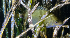 Diplodus annularis