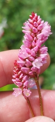 Persicaria