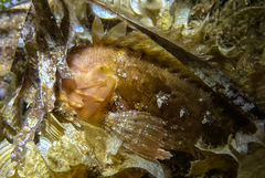 Scorpaena porcus