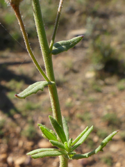 Chaenostoma caeruleum