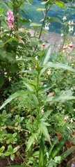 Persicaria