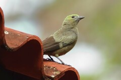 Thraupis palmarum
