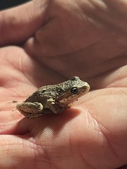 Pseudacris hypochondriaca