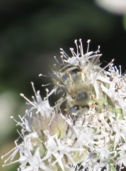 Anthophora urbana