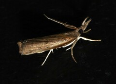 Fissicrambus mutabilis