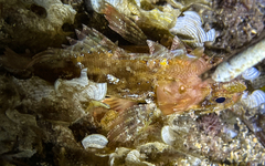 Scorpaena porcus