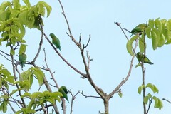 Brotogeris jugularis