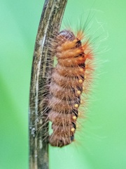 Acronicta auricoma