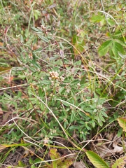 Crocanthemum bicknellii
