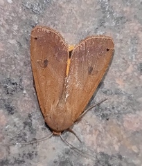 Noctua pronuba