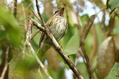 Myiodynastes maculatus
