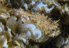 Scorpaena porcus