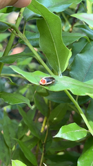 Pseudomops septentrionalis