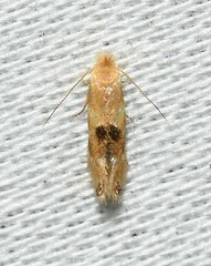 Bucculatrix coronatella