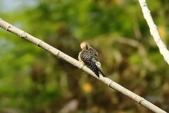 Melanerpes rubricapillus