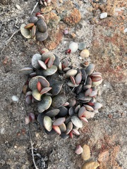 Crassula atropurpurea