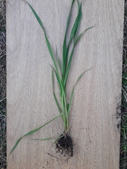 Paspalum dilatatum