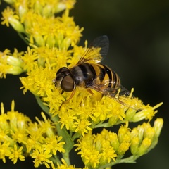 Eristalis transversa