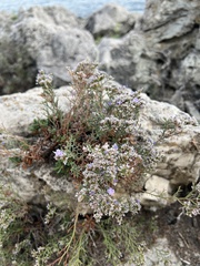 Limonium cordatum