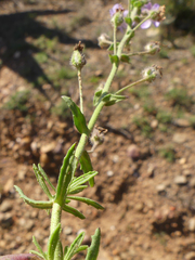 Chaenostoma caeruleum
